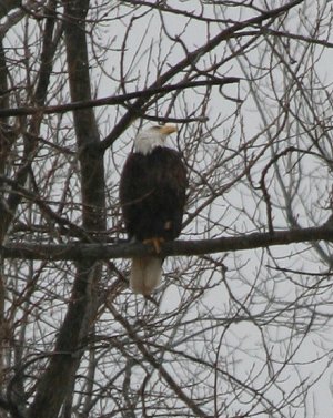Fillmore Eagle