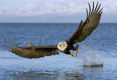eagle 